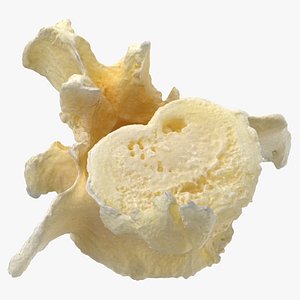 Pavian Monkey Male Lumber Vertebrae L7