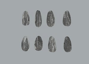 Sunflower Seeds 3D