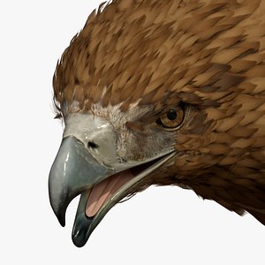 3D Gurney Eagle T Pose