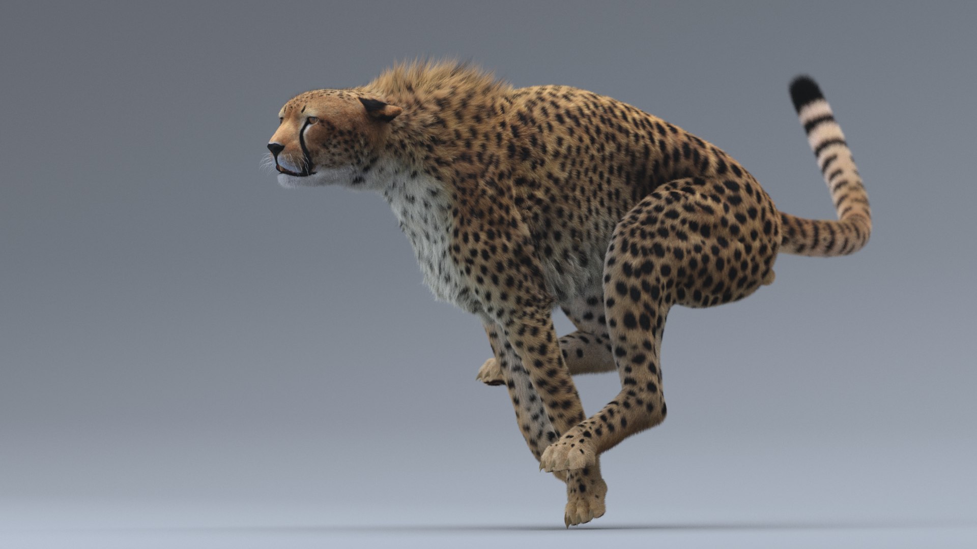 3D Model Cheetah Rigged - TurboSquid 1362076