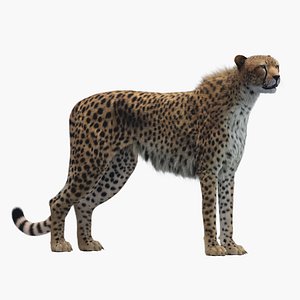 3D model cheetah rigged