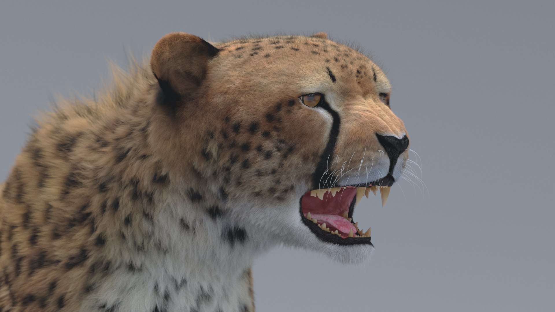 3D Model Cheetah Rigged - TurboSquid 1362076