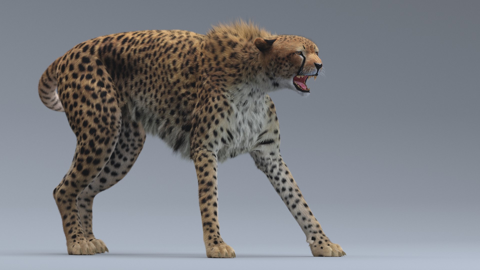 3D Model Cheetah Rigged - TurboSquid 1362076
