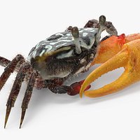 Fiddler Crab Sitting Pose with Fur 3D Model
