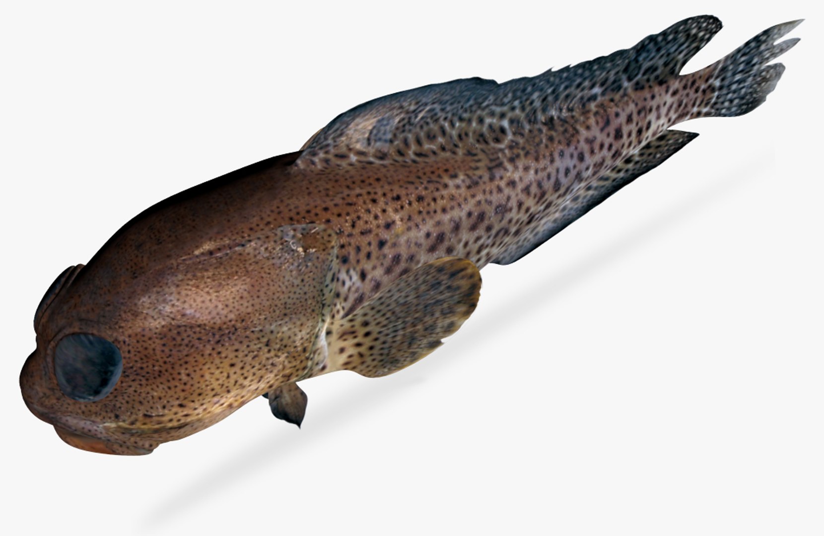 Finespotted jawfish 3D model - TurboSquid 1327638