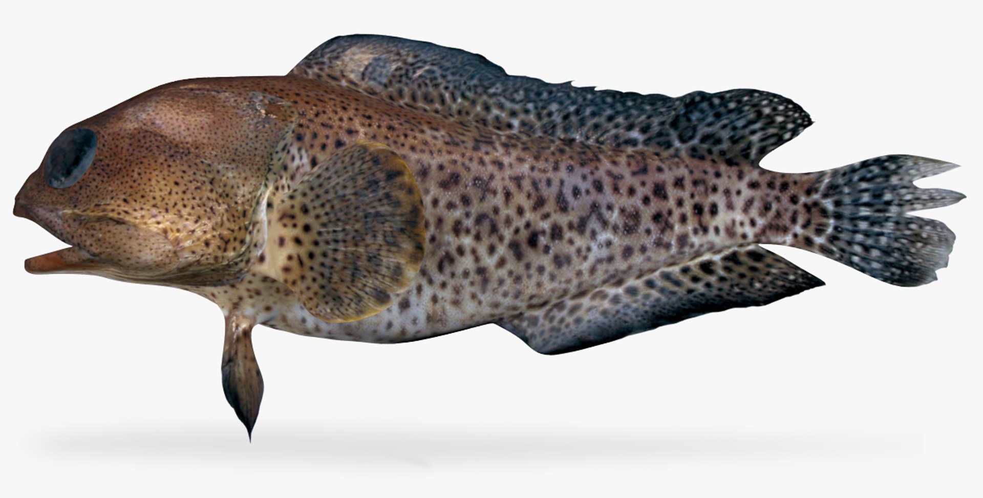 Finespotted jawfish 3D model - TurboSquid 1327638