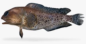 finespotted jawfish 3D model
