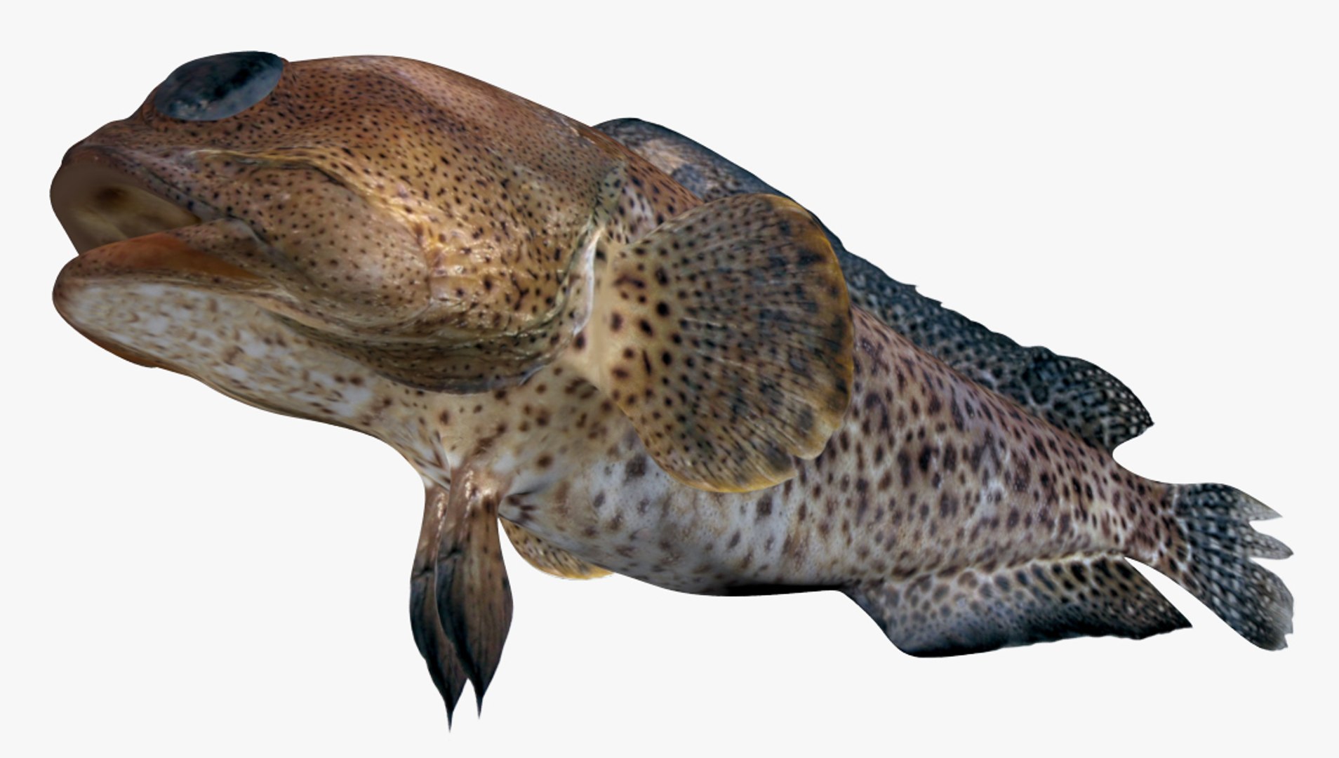 Finespotted jawfish 3D model - TurboSquid 1327638