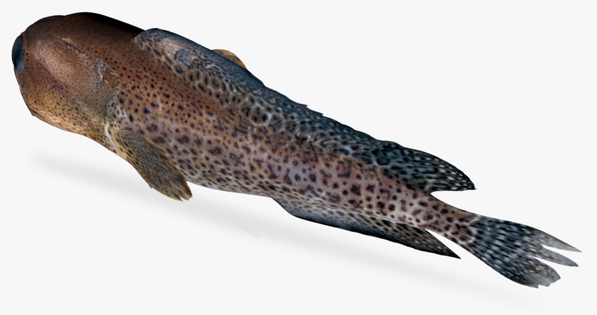 Finespotted jawfish 3D model - TurboSquid 1327638