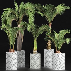 3D palm plants model
