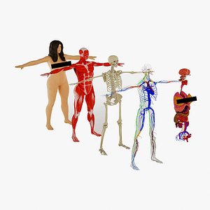 Female Human Body Anatomy All Systems 3D