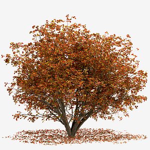 Set of Chinese tallow or Triadica sebifera Tree - 2 Trees 3D
