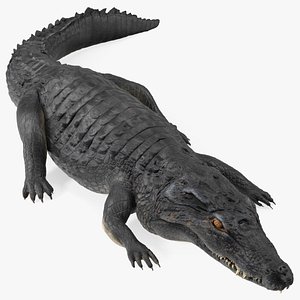 Crawling Black Caiman 3D model