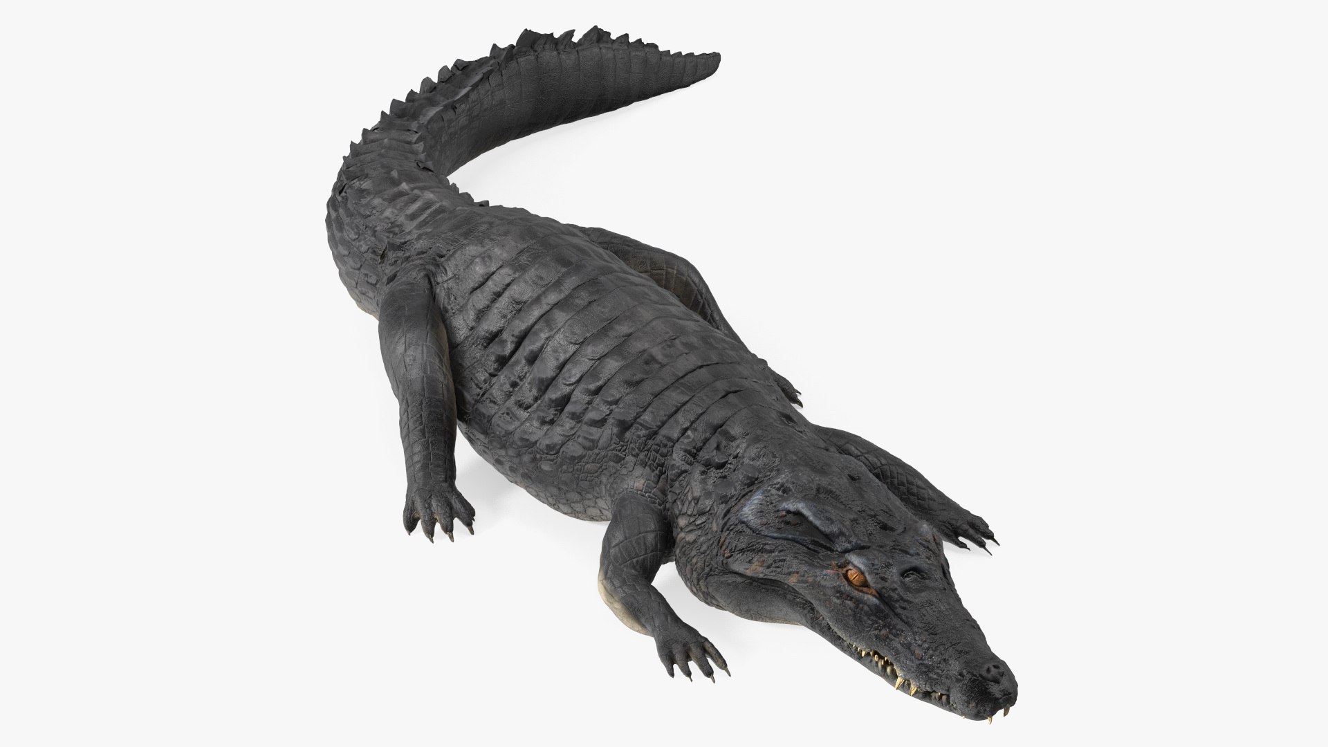 Crawling Black Caiman 3D model preview