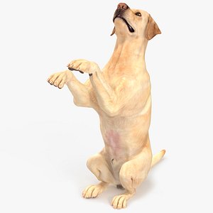 Begging White Labrador Dog Pose Animated Rigged for Cinema 4D