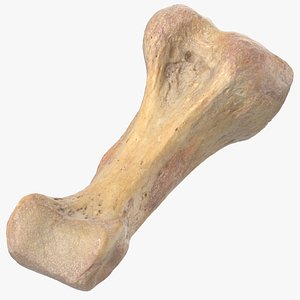 Real Proximal Phalanx Bone of Little Toe 01