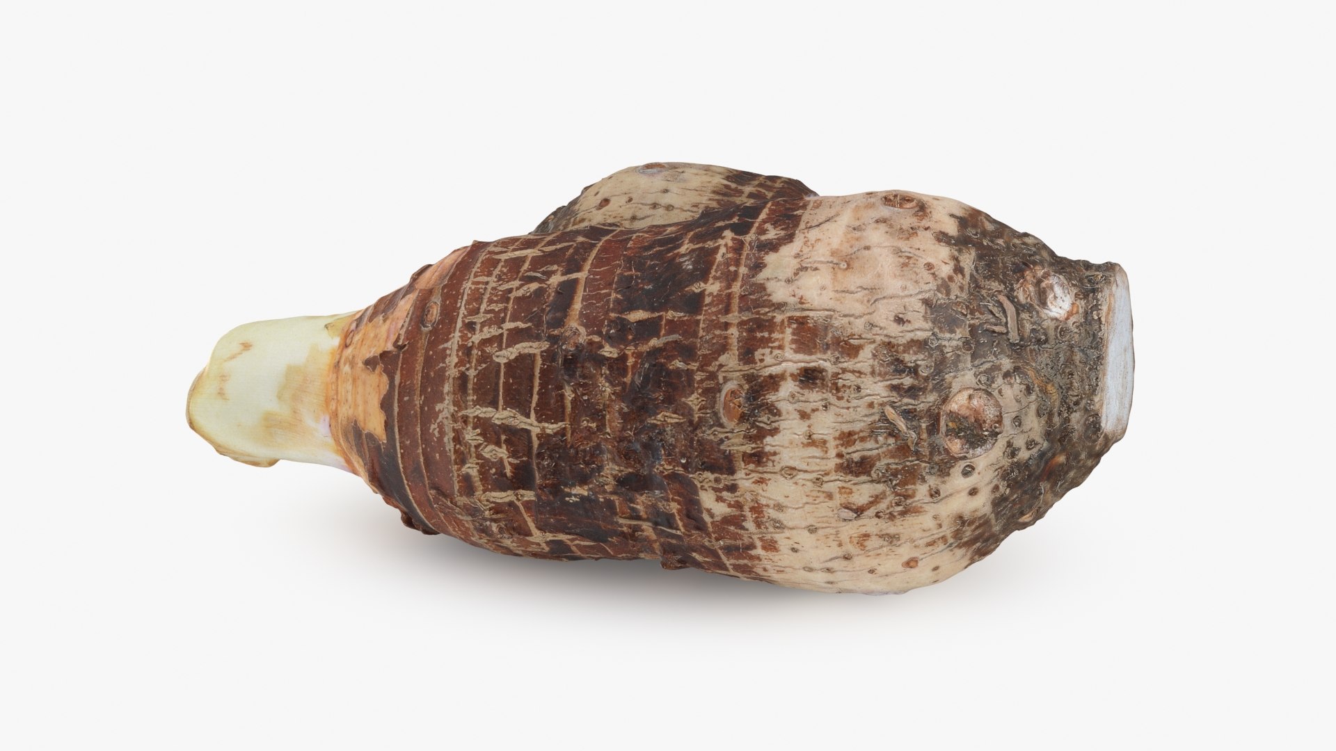 Whole And Half Taro 3D model https://p.turbosquid.com/ts-thumb/R9/7uWNJm/vl/taro_b0004/jpg/1710828604/1920x1080/fit_q87/2bdea6aeec98246ac62036868b1f3ced43daf251/taro_b0004.jpg