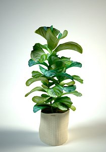 Ficus lyrata  fiddle-leaf fig