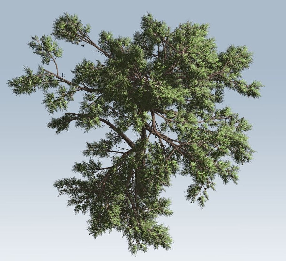 Pine Tree Model - TurboSquid 1381288