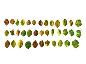 3D autumn leaves scan pack