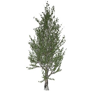 Lombardy Poplar Tree - 06 - 3D model