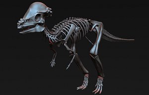 pachycephalosaurus skeleton 3D