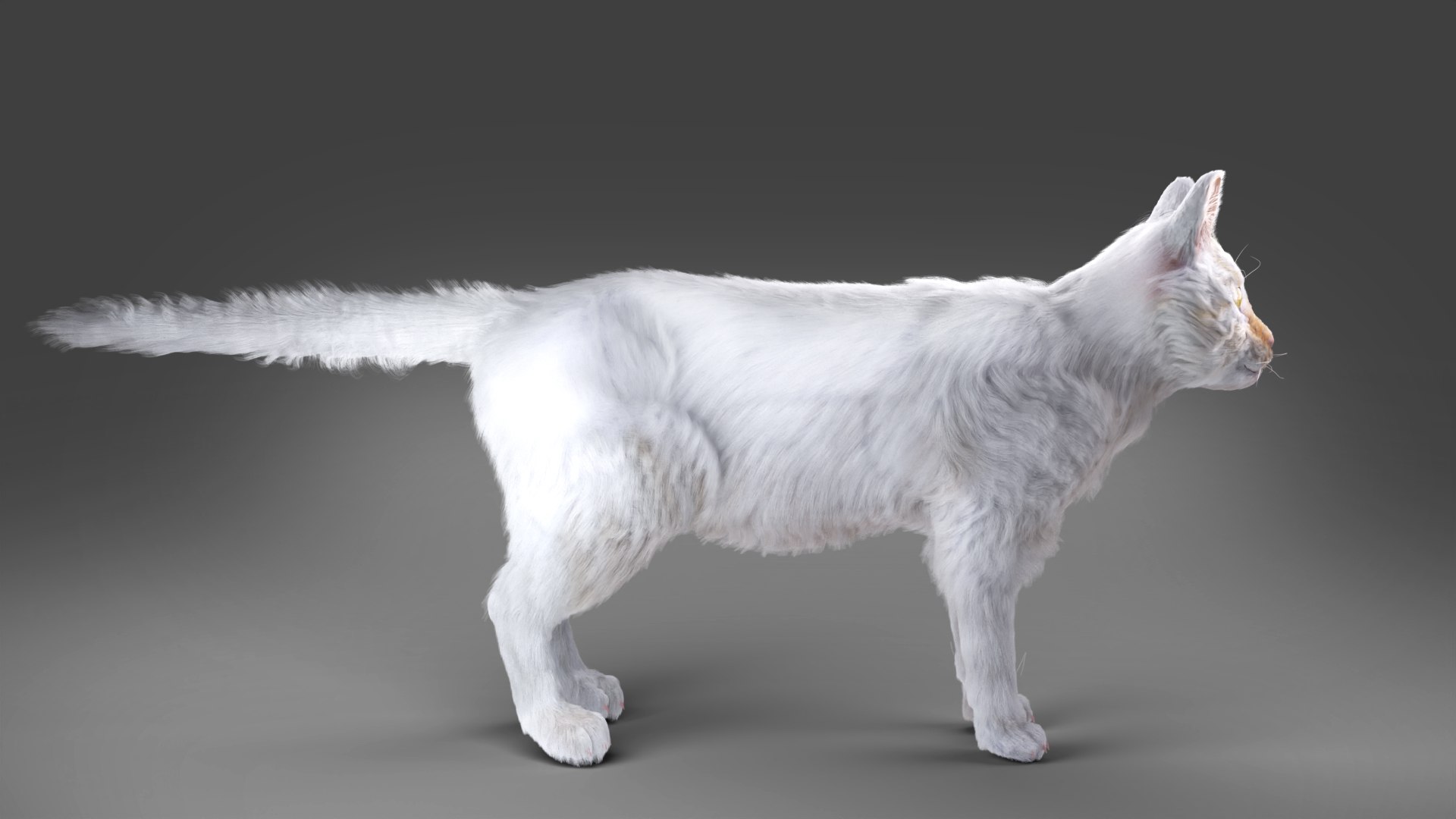 3D White fur cat No Rigged TurboSquid 1910842