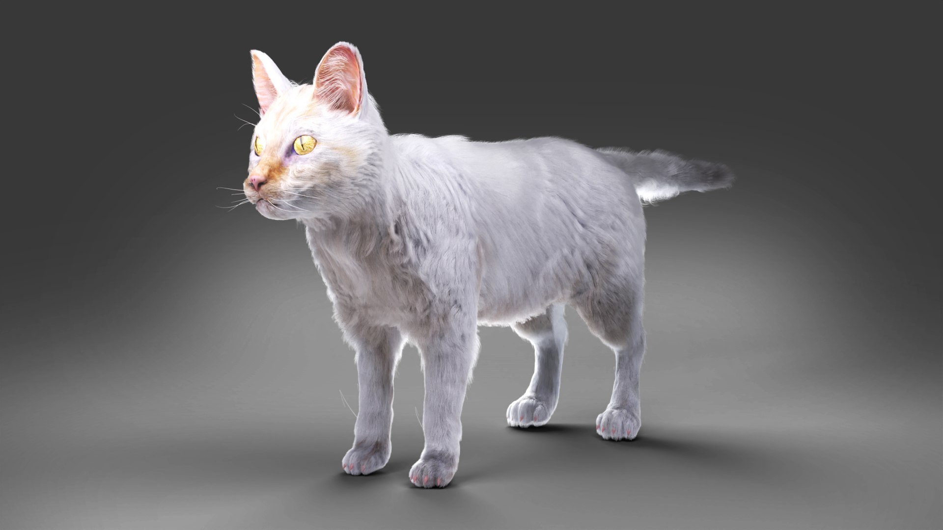 3D White Fur Cat No Rigged TurboSquid 1910842