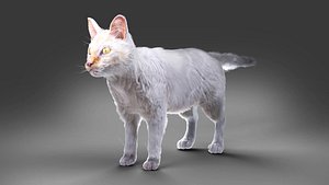 3D White fur cat No Rigged