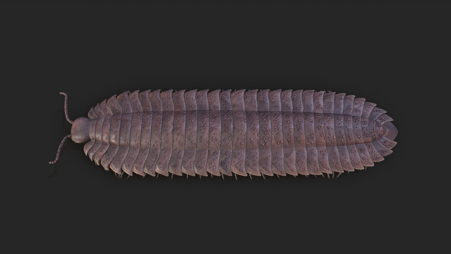 3D arthropleura armata https://p.turbosquid.com/ts-thumb/R9/rZd6VV/5XabMjuW/2/png/1573830992/1920x1080/fit_q87/2c5ee651f23b068ebbb77da3bcc0cbe7ced772c6/2.jpg