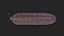 Arthropleura armata