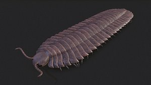 Arthropleura armata