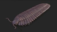 Arthropleura armata
