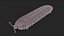 Arthropleura armata