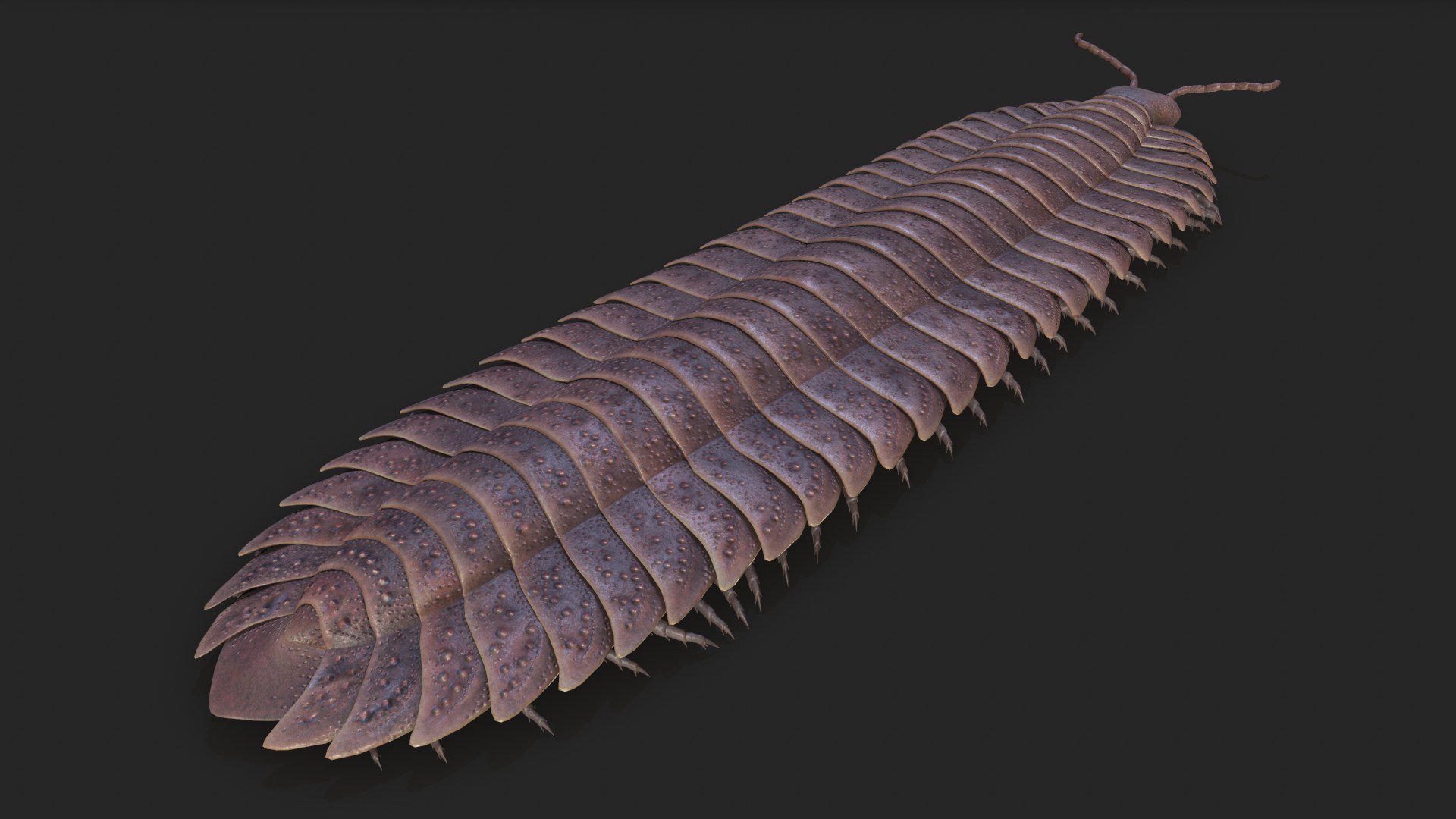 3D arthropleura armata https://p.turbosquid.com/ts-thumb/R9/rZd6VV/h6G0PYAw/3/png/1573831007/1920x1080/fit_q87/467e068c2f121c50828d9dab88da6462d85a8113/3.jpg