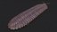 Arthropleura armata