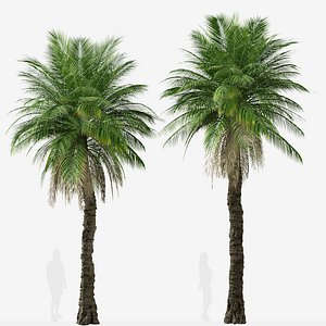 Set of Phoenix rupicola or Cliff date palm Tree - 2 Trees 3D model