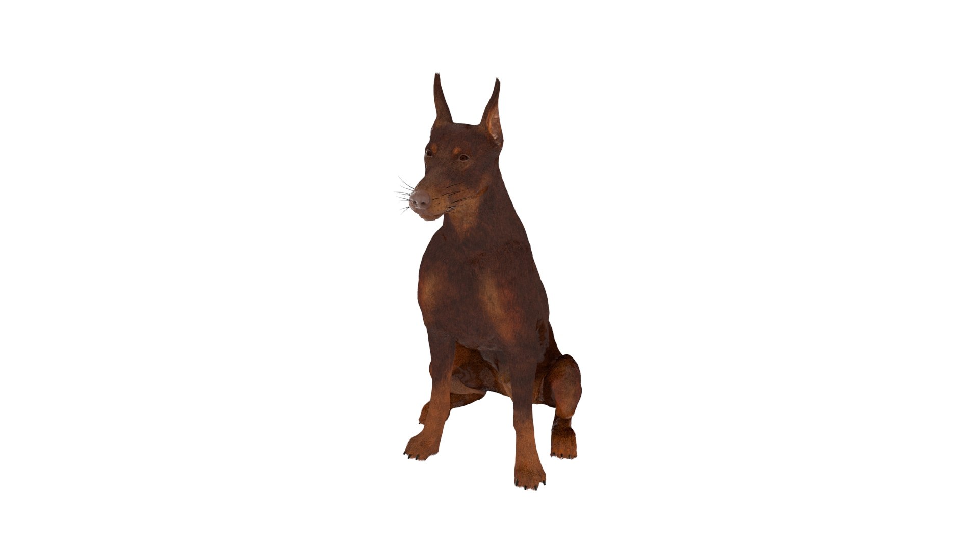 Brown Doberman Pinscher Sits Fur for Maya 3D https://p.turbosquid.com/ts-thumb/RA/1k6olx/W9/brown_doberman_pinscher_sits_fur_for_maya_1002/jpg/1753847957/1920x1080/fit_q87/63c4c90b8381d12ce2f27309cc1dfe65a11f4b7f/brown_doberman_pinscher_sits_fur_for_maya_1002.jpg