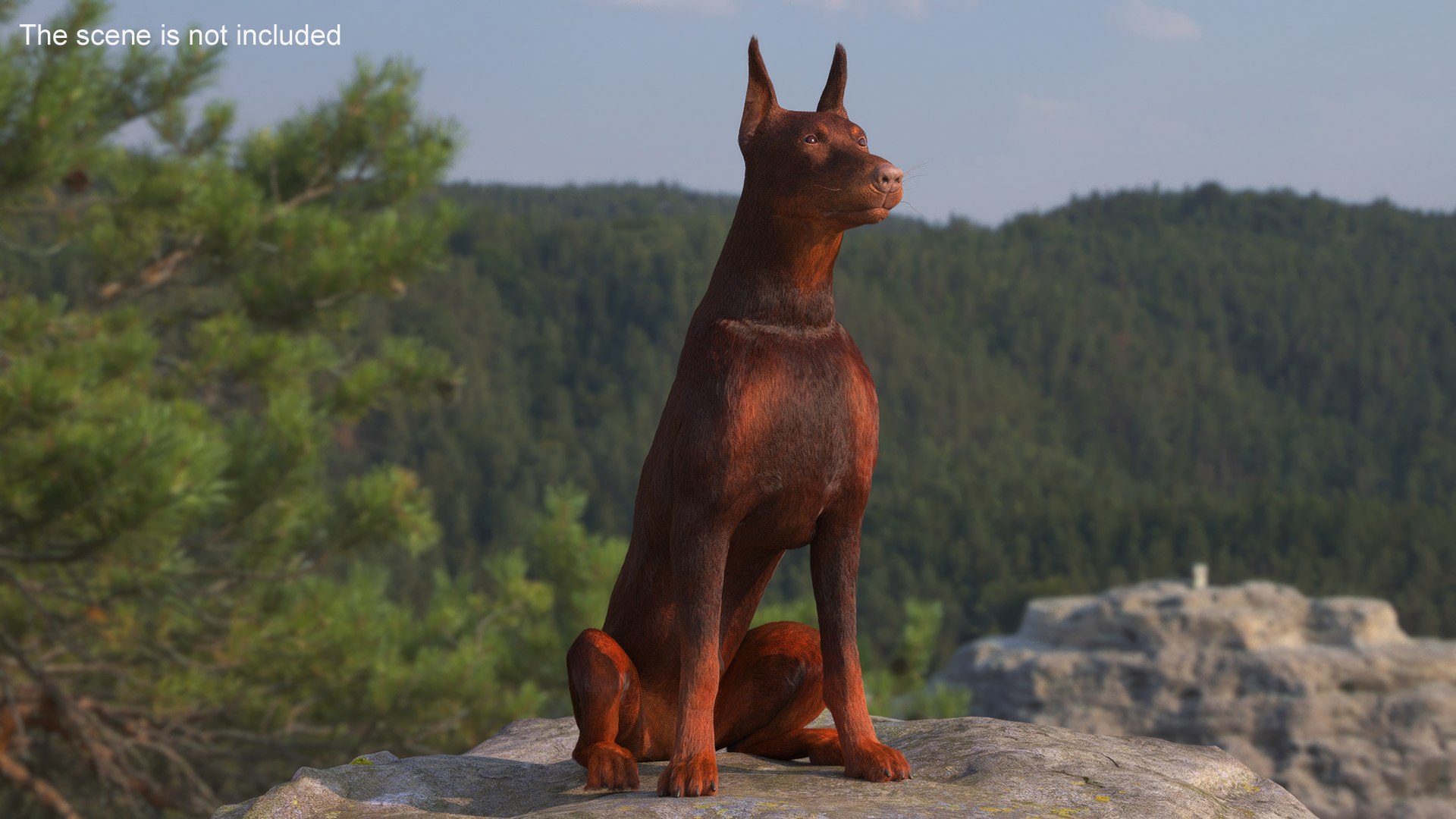 Brown Doberman Pinscher Sits Fur for Maya 3D https://p.turbosquid.com/ts-thumb/RA/1k6olx/da/brown_doberman_pinscher_sits_fur_003/jpg/1753847912/1920x1080/fit_q87/4ea8359bf20a8cd8d9b223d7d3d0a45c90fa6663/brown_doberman_pinscher_sits_fur_003.jpg
