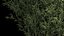 Bamboo Garden And Bamboo Thickets 1118