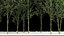 Bamboo Garden And Bamboo Thickets 1118