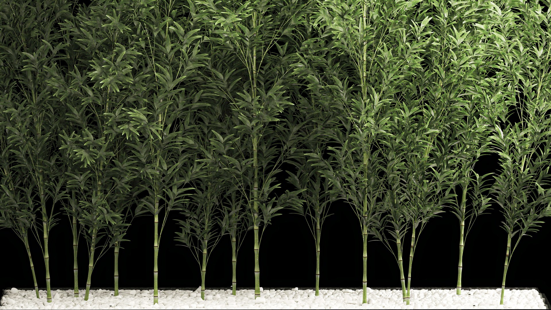Bamboo Garden And Bamboo Thickets 1118 3D model https://p.turbosquid.com/ts-thumb/RA/BHyTVK/Pi/1bamboo2406202204/jpg/1656155366/1920x1080/fit_q87/d5cb28a66b3eb55ef174c33829867ebab5c43b1d/1bamboo2406202204.jpg