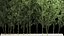 Bamboo Garden And Bamboo Thickets 1118