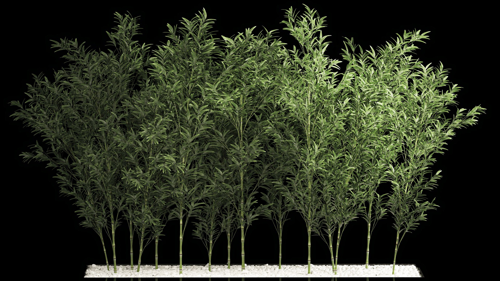 Bamboo Garden And Bamboo Thickets 1118 3D Model - TurboSquid 1917156