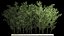 Bamboo Garden And Bamboo Thickets 1118