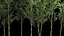 Bamboo Garden And Bamboo Thickets 1118