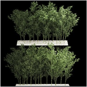 Bamboo Garden And Bamboo Thickets 1118 3D model