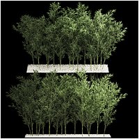 Bamboo Garden And Bamboo Thickets 1118