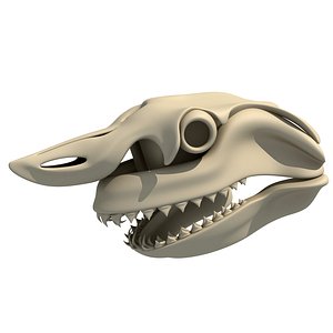 Great White Shark Skull