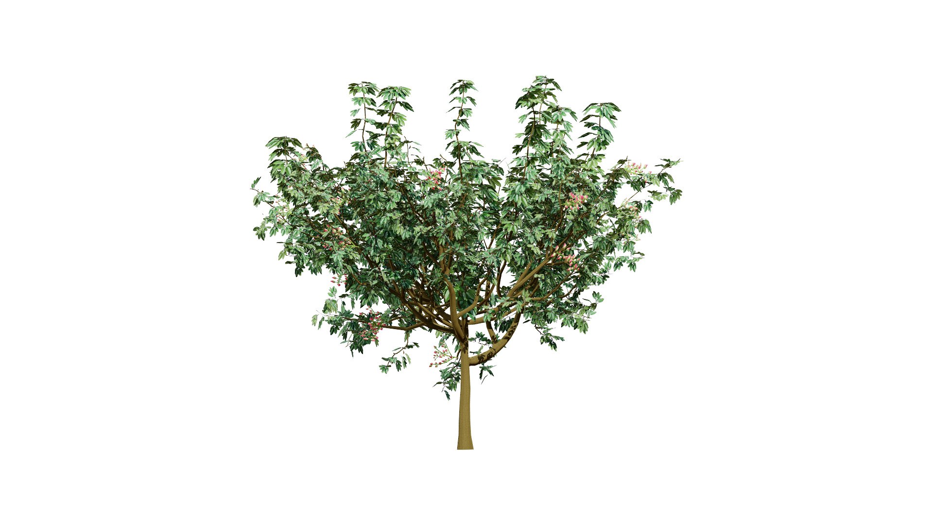 Pistacia Vera Tree 3D Model 3D - TurboSquid 2432584